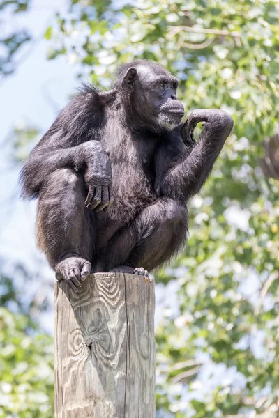 Thinking Chimpanzee on a Post — Stock Photo, Image