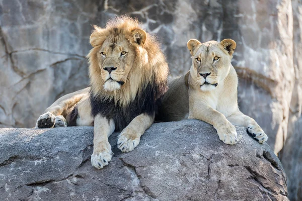 Львы на скале — стоковое фото