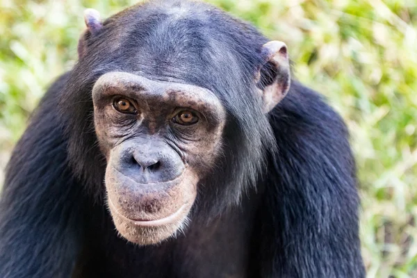 Young Chimpanzee Closeup — Stock Photo, Image