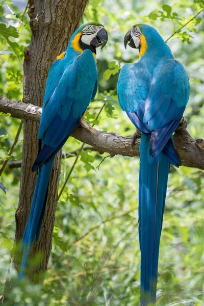 Papağan kuşlar birbirine bakarak — Stok fotoğraf