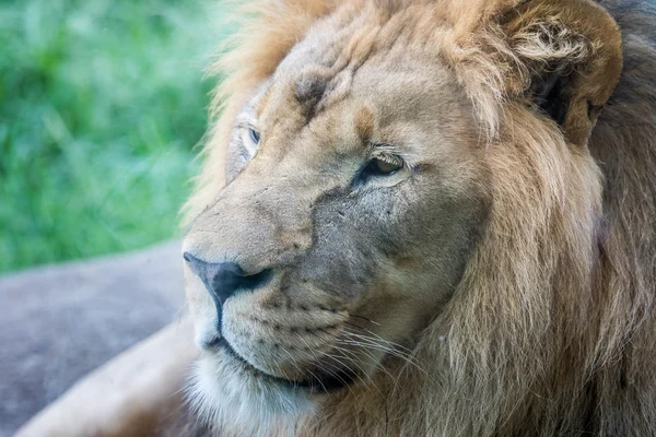 Lion visage vue de côté gros plan — Photo