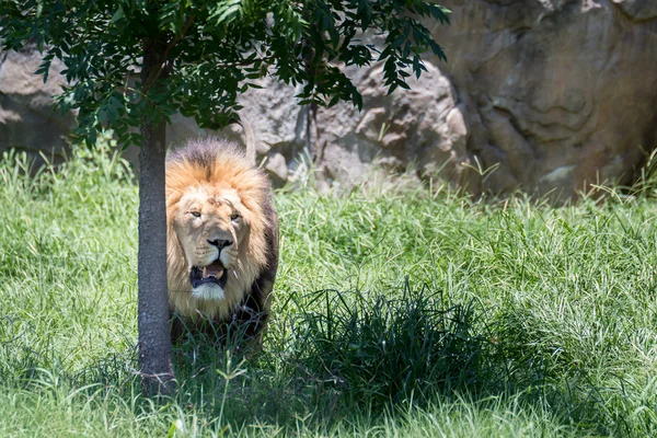 Leone sotto un albero — Foto Stock