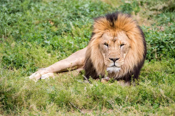 Leão descansando na grama — Fotografia de Stock