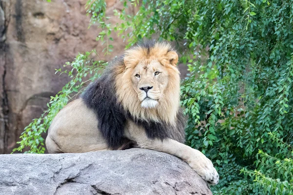 Leão em uma rocha — Fotografia de Stock