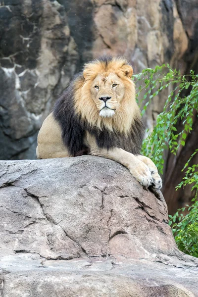 Lion sur un rocher — Photo