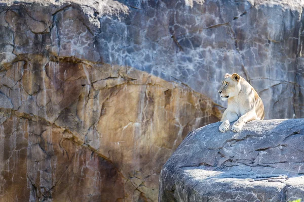 Leone femminile su una roccia — Foto Stock