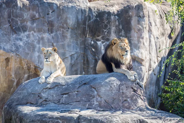 Löwen auf einem Felsen — Stockfoto