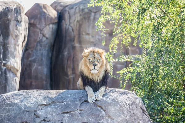 Lion mâle sur un rocher — Photo