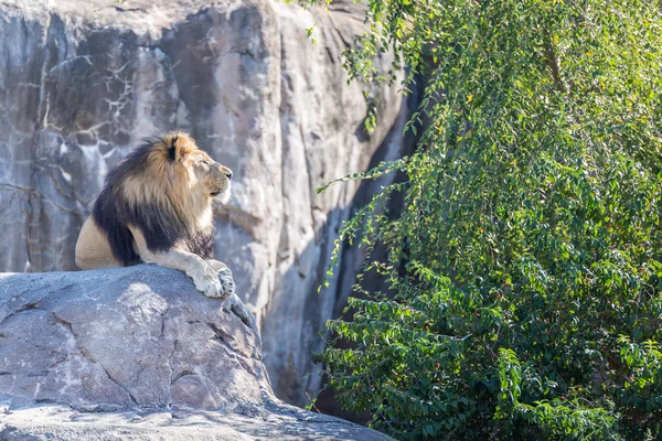 Leone maschio su una roccia — Foto Stock