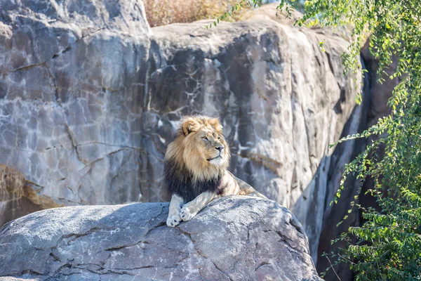 Мужской лев на скале — стоковое фото