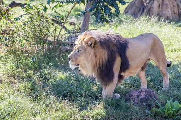 Lion marchant dans l'herbe — Photo