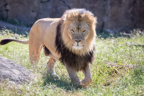 Лев, гуляющий по траве — стоковое фото