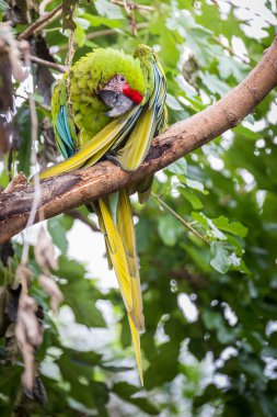 Bir ağaçta papağan