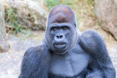 Orangutan oturma ve yemek