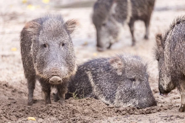 Eine niedliche Pekarfamilie — Stockfoto