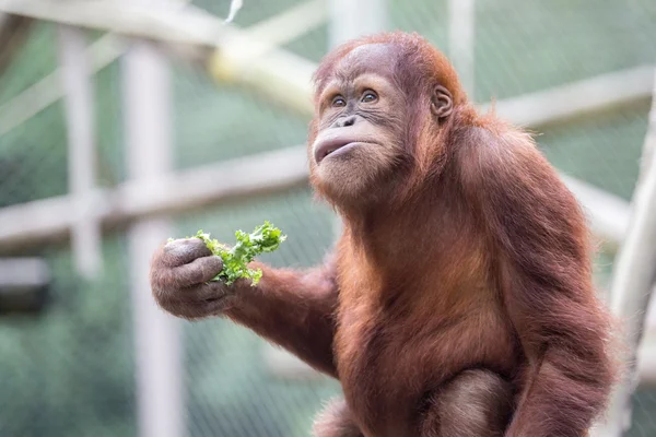 Orangutan Sitting and Eating — Stock Photo, Image