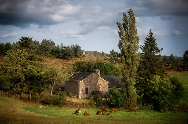 Rural Casa Fazenda Francesa Com Pasto Vacas Marrons Céu Dramático — Fotografia de Stock