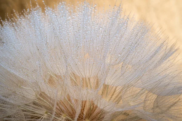 Закрыть Гигантское Семя Одуванчика Капельками Воды Весна Лето Абстрактный Фон — стоковое фото