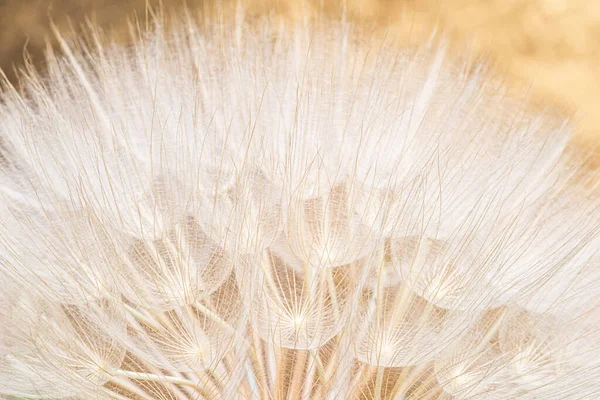 接近巨大的蒲公英种子头 春夏的抽象背景 — 图库照片
