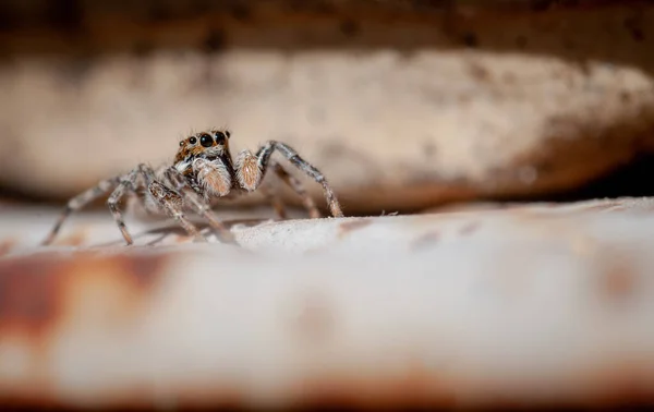 Pequeña Araña Salto Europea Jardín Tomando Sun Background Warm Tonos —  Fotos de Stock