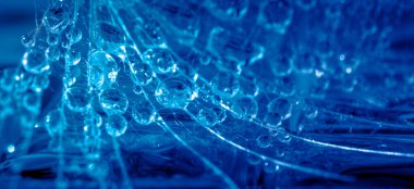 Çiy ya da su damlaları ile soyut karadelik tohumu, mavi, yakın plan, kopyalama alanı..