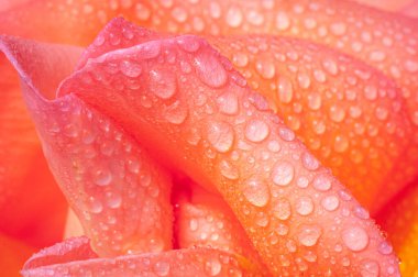 Çiğ, arkaplan ve bahara bulanmış taze gülün soyutlamasını kapat,