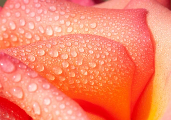 close up abstract of fresh rose covered in dew, background ,spring,