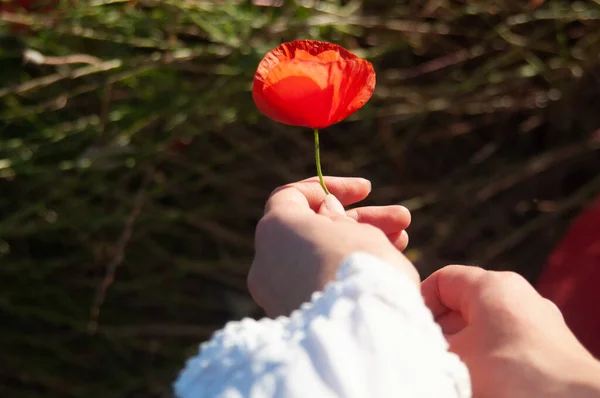 Mujeres Jóvenes Manos Dando Una Flor Amapola Como Regalo Romántico —  Fotos de Stock