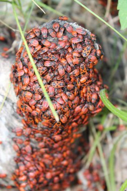 Böceklerin dünyasında - böcek sol