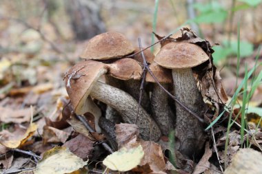 Sonbahar ormanında mantar ailesi