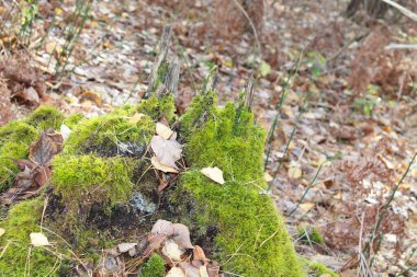 Kenevir üzerinde güzel yeşil yosun