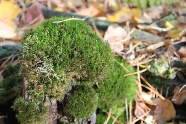 Ormanda yeşil yosun