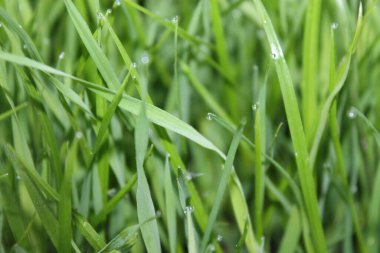 Yeşil çiy tanesinde sabah çiği