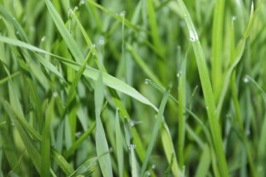 Sabah yeşil çimenler çiğ taneleriyle