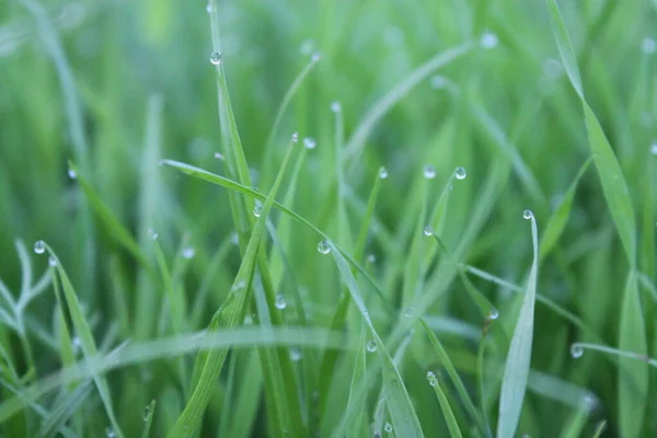 Hierba Verde Brillante Verano — Foto de Stock