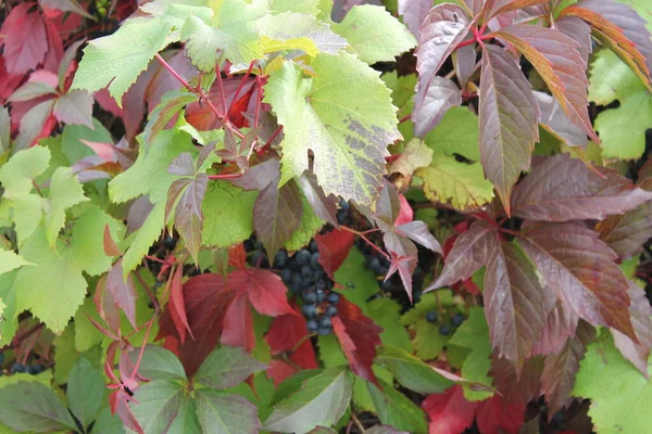Leuchtende Herbstfarben Auf Den Blättern — Stockfoto
