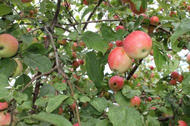 Olgun elmalar bahçede bir dalda