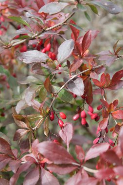 Olgun kırmızı böğürtlen dalında