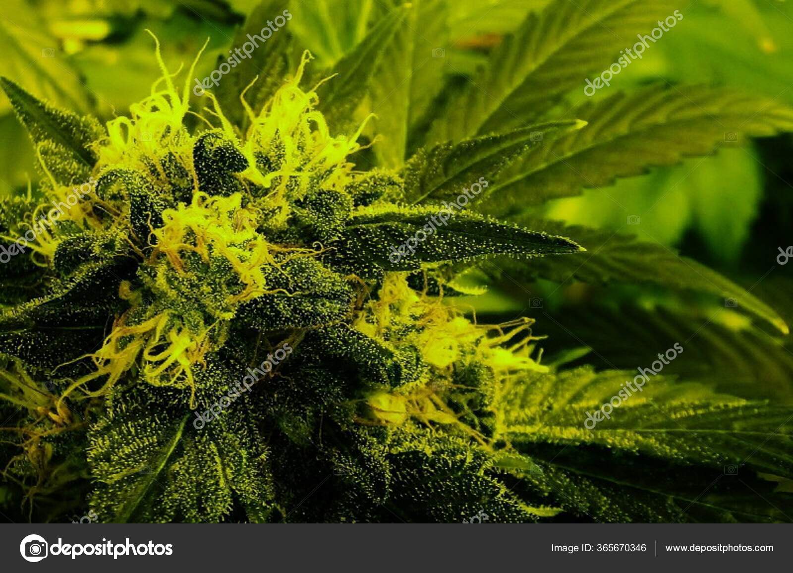 大麻花在收获前盛开成熟 图库照片 C Videoimagestudio 大麻花在收获前盛开成熟 图库照片 C Videoimagestudio