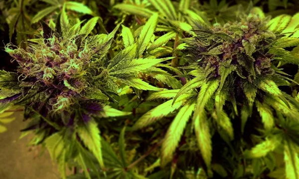 大麻花在收获前盛开成熟 — 图库照片