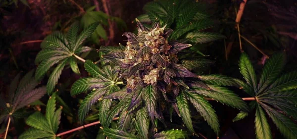 Ανθισμένα Άνθη Μαριχουάνας Που Ωριμάζουν Πριν Από Συγκομιδή — Φωτογραφία Αρχείου