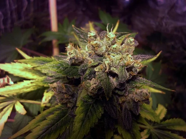 Kwiaty Marihuany Kwitnące Przed Zbiorami — Zdjęcie stockowe