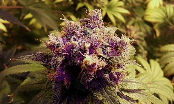 Marijuana Flowers Bloom Ripening Harvest — Stock Photo, Image