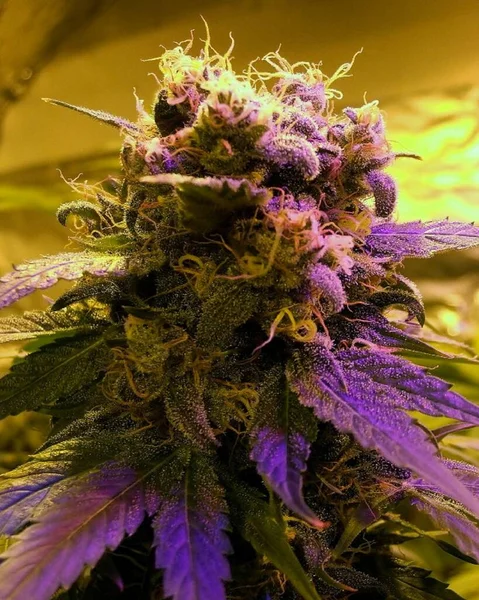Marihuana Blüten Reifen Vor Der Ernte — Stockfoto