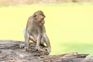 Maymun doğada canlı