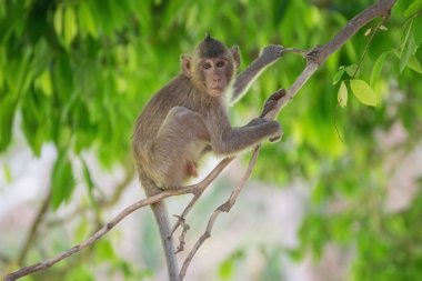 Ağaçta oturan maymun.