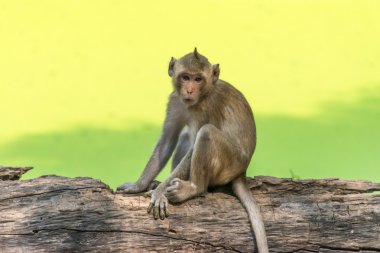 Doğada canlı Monkey.Monkey. Maymun ağaç üzerinde.