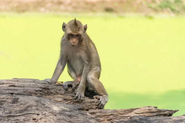 Doğada canlı Monkey.Monkey. Maymun ağaç üzerinde.