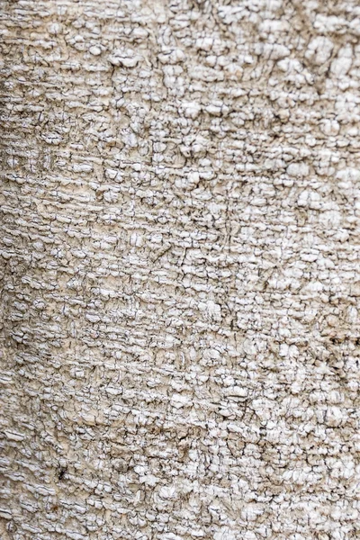 Rinde texture.wood texture.beautiful texture.nature texture.backg — Stockfoto