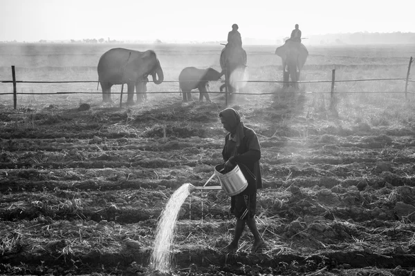 Agricultor y elefante —  Fotos de Stock